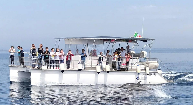 Taranto Dolphin Sanctuary, dal prossimo anno i primi esemplari popoleranno il Santuario dei delfini