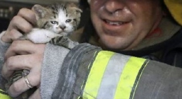 Miagolio dalla camino: &#8203;gattino salvato a Marano