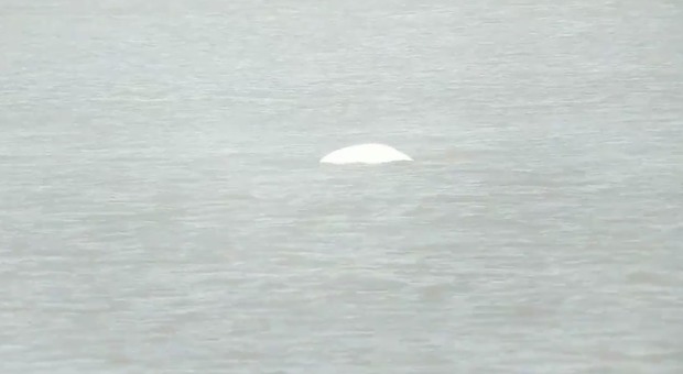 Balena bianca avvistata nel Tamigi, un evento rarissimo Video