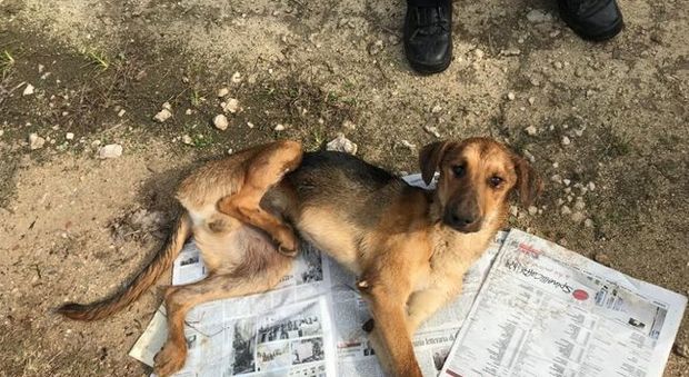 Investito e abbandonato per giorni con tre zampe rotte: cane salvato dalle Guardie ambientali