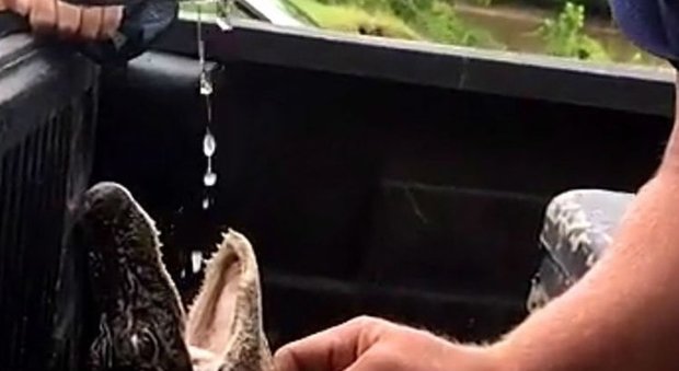 Trovano un cucciolo di alligatore e lo costringono a bere birra: ecco cosa succede dopo