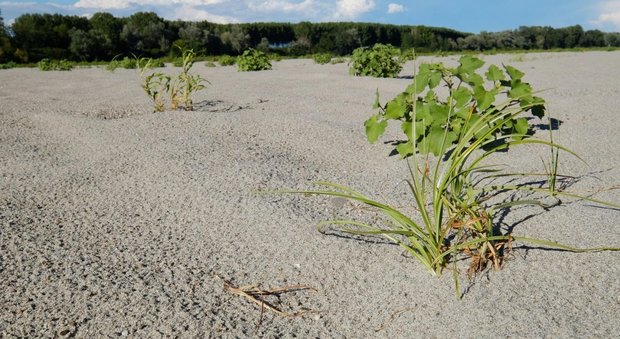 Veneto, la siccità "presenta" il conto: 170 milioni di danni all'agricoltura