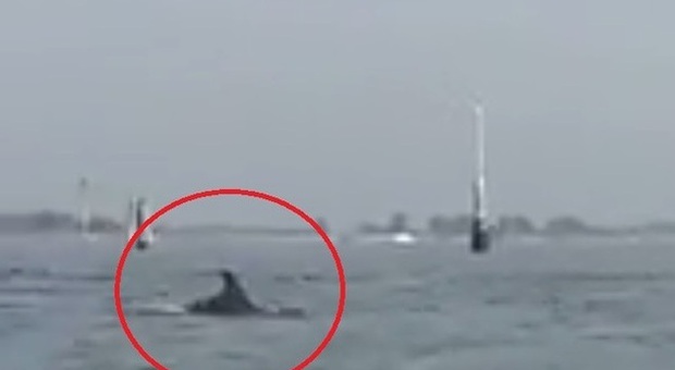 Sorpresa nel canale dei Petroli A Malamocco spunta un delfino