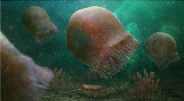 Scoperta in Canada la medusa più antica del mondo, nuotava 500 milioni di anni fa: il segreto dei tentacoli