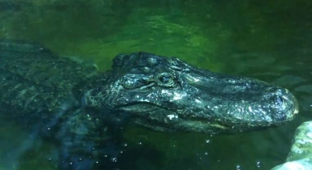 Morto l'alligatore che fuggì dallo zoo di Berlino durante i bombardamenti della Seconda Guerra Mondiale