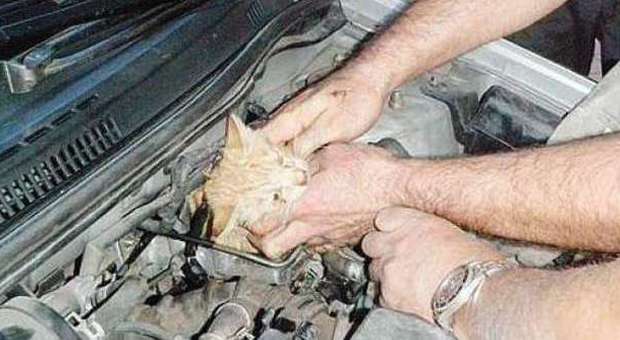 Meccanico salva gattino incastrato nel cofano e scatta l'applauso