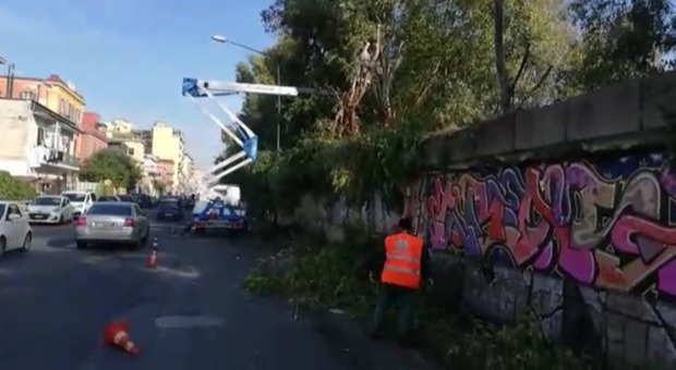 Napoli, potatura straordinaria degli alberi nell'ex area Italsider: «Scongiurare pericoli per la cittadinanza»