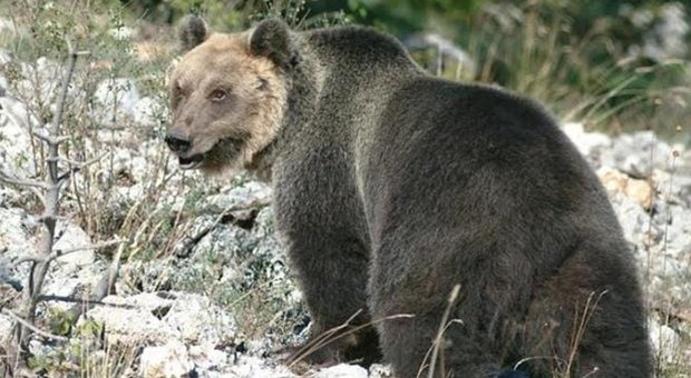 «L'orso che ha aggredito padre e figlio va abbattuto». Fugatti (Provincia di Trento): firmo l'ordinanza