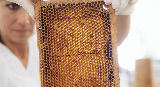 Moria delle api sempre più preoccupante. Cia: a rischio 70% produzione agricola mondiale