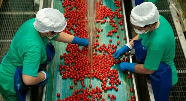 La lavorazione del pomodoro nello stabilimento di Oliveto Citra