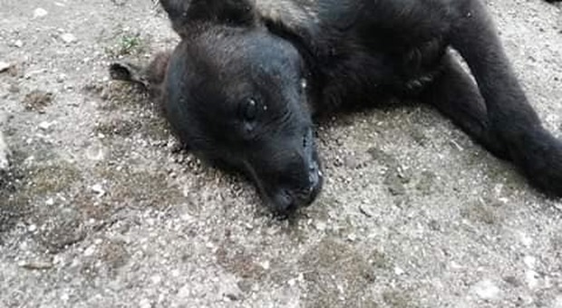 Cani picchiati e avvelenati: choc nel Beneventano
