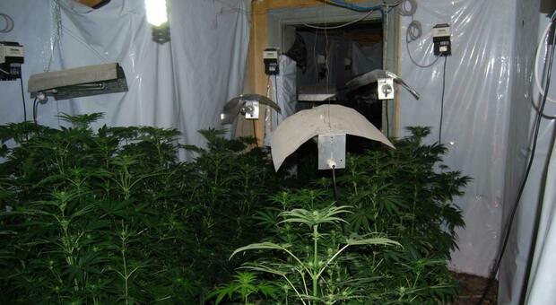 Scoperta piantagione di marijuana: furto di energia elettrica per coltivarla