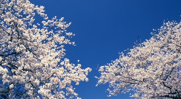 Primavera, allergia da pollini: cosa fare per ridurre il malessere