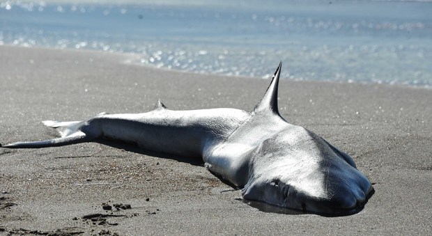 Squalo ritrovato morto in spiaggia a Ostia, "era una verdesca incinta"
