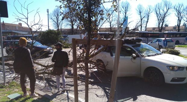 Pesaro, tragedia sfiorata in centro: albero s'abbatte su auto in transito