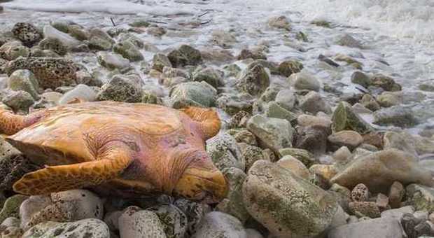 Carcassa di tartaruga spiaggiata a Portonovo