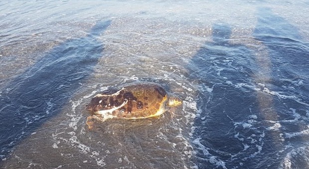 Tartaruga morta in spiaggia: lo scatto denuncia dei bagnanti di Castellammare
