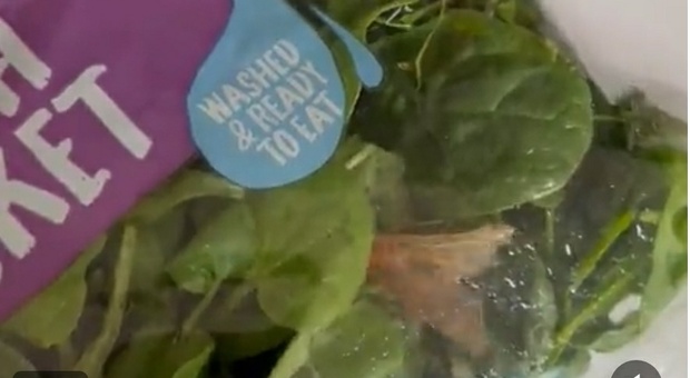 Scopre un enorme insetto "clandestino" nel sacchetto dell'insalata del supermercato, il video lascia senza parole