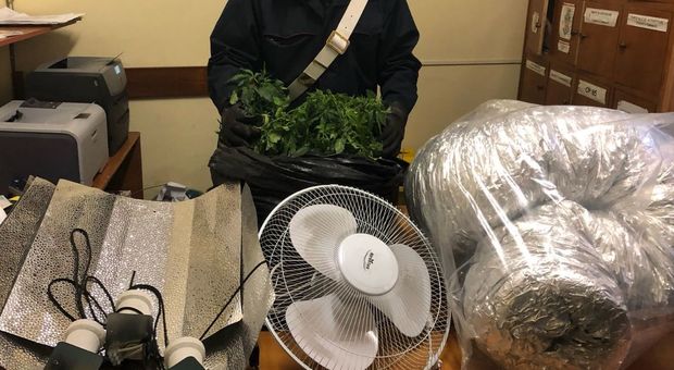 Roma, serra di marijuana in casa: arrestati marito e moglie
