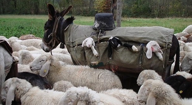 Pastori abbandonano un asino morto: multati per migliaia di euro