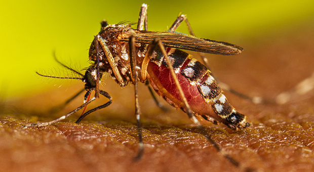 Jesi, un altro caso di Dengue (la malattia diffusa dalle zanzare): scatta la disinfestazione