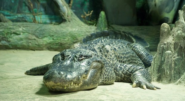 L'alligatore Saturn morto nello zoo di Mosca