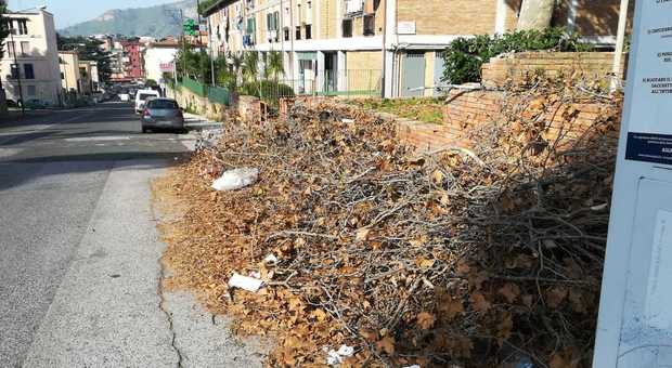 Tagliati alberi a via Pigna e lasciati sul marciapiede