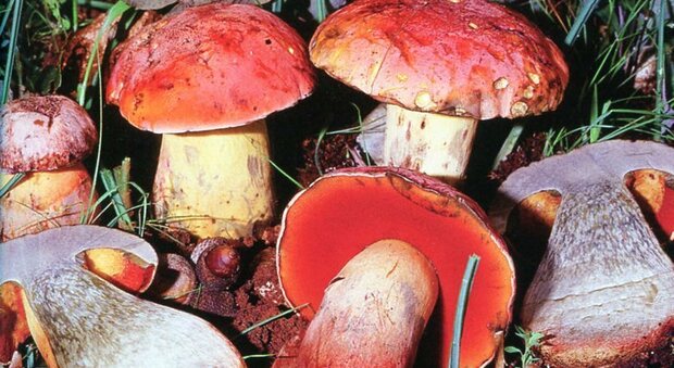 Mangia funghi velenosi: intossicato e ricoverato in ospedale