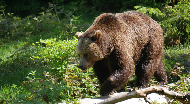 Un giudice blocca il progetto di Donald Trump: «Stop alla caccia agli orsi bruni»