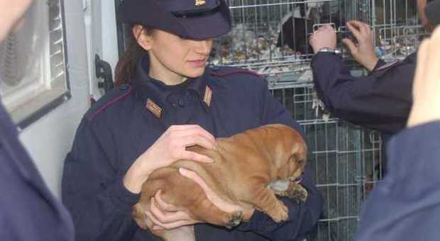 Sequestro choc 81 cuccioli stremati: dalla Slovacchia a Napoli ostaggio dei trafficanti