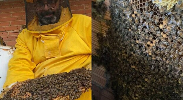 Roma, una famiglia di (oltre) 100mila api nascosta nella parete esterna di una casa alla Muratella. Paura per un uomo affetto da diabete