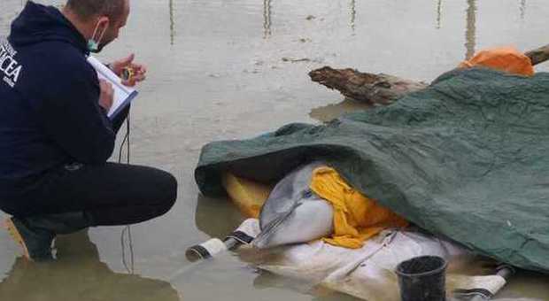 Morto il delfino spiaggiato sulla costa di Falconara