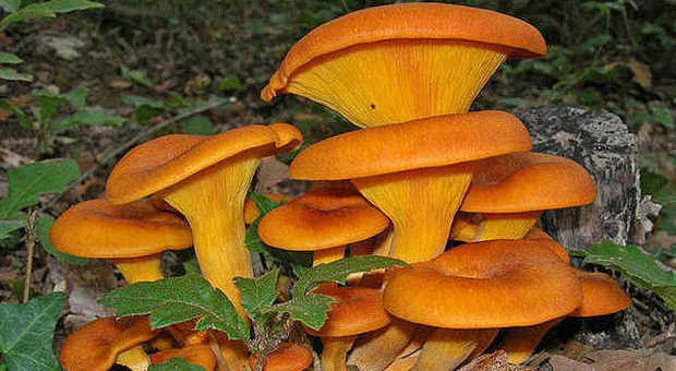 Risotto ai funghi velenoso, coppia milanese ricoverata in Sardegna