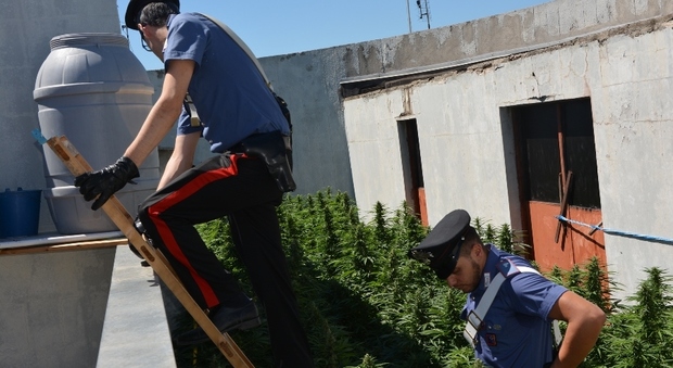 Roma, marijuana "ad alta quota": piantagione in un giardino pensile di Casal Bruciato