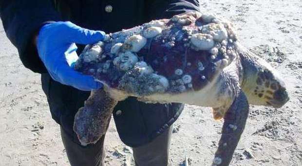 L'esemplare di tartaruga rinvenuto sulla spiaggia pesarese