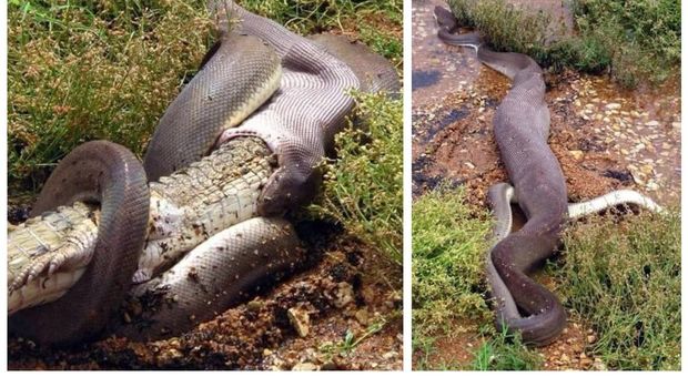 Pitone mangia un coccodrillo: le immagini choc pubblicate su Facebook