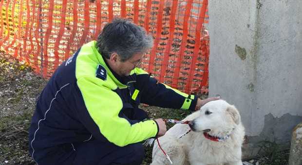 Cani liberi rischiano di provocare un incidente o di essere investiti: recuperati dalla polizia locale