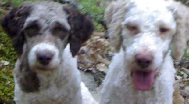 Adozione dei cani e anagrafe canina a Villa Bruno