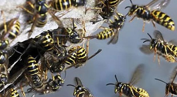 Massacrato dalle vespe, i medici choccati: «Mai vista una morte così»