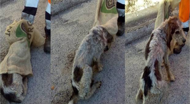 Il cane liberato dal sacco di iuta e scampato alla morte, nella sequenza fotografica pubblicata da Abruzzo Live