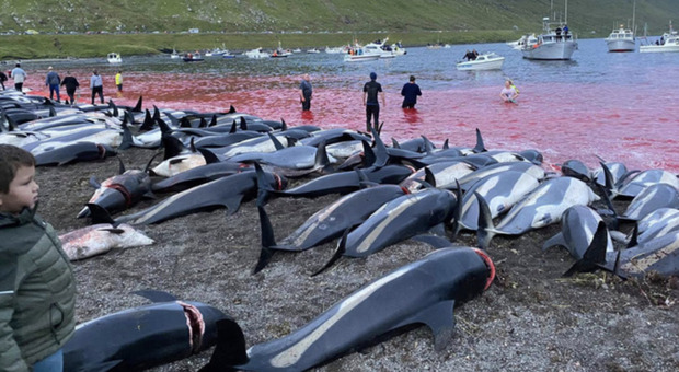 Una tradizione diventata un massacro di delfini: in Danimarca, è usanza uccidere delfini e balene e colorare di rosso sangue il mare.Ora arriva lo stop