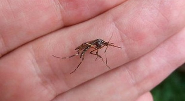 Allarme Zika, il contagio con la puntura di zanzara tigre