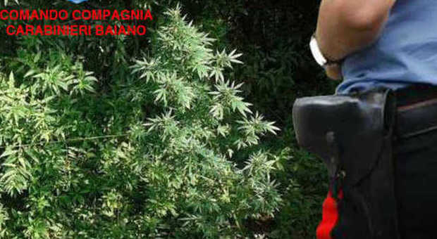 Montoro. Arbusti da 1,5 metri di cannabis nell'orto: denunciato