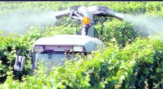 Vigneto, guerra di pesticidi fra vicini