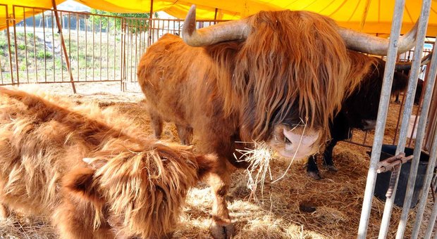 Torna il circo a Villa Torlonia, protestano gli animalisti: appuntamento alle 17