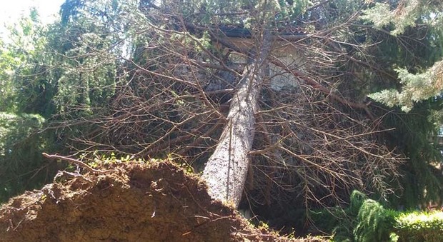 Pioggia e grandine: enorme albero crolla sopra la casa a Gorgo