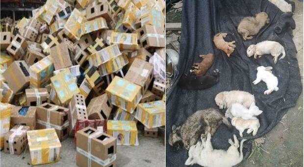 Cina, trovati morti oltre 5mila tra gatti, cani e coniglietti chiusi in scatole di cartone. Dovevano essere spediti in tutto il mondo