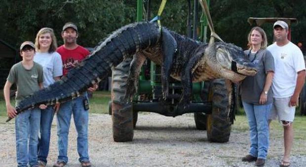 Preso un alligatore di mezza tonnellata lungo 5 metri: il più grande dell'Alabama