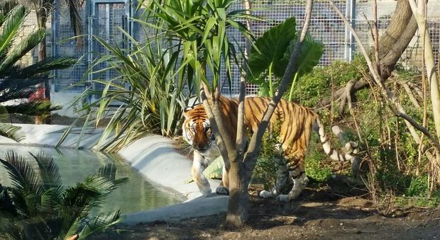 Zoo di Napoli, le tigri escono dalle gabbie: per loro un giardino di 3500 metri quadri