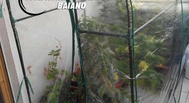 Mini serra sul balcone per coltivare marjiuana